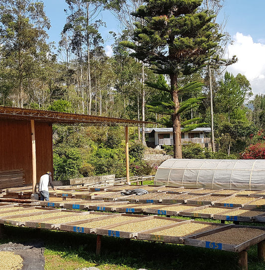 PERU | Espresso | Finca Rosenheim | Bohnen | 250g